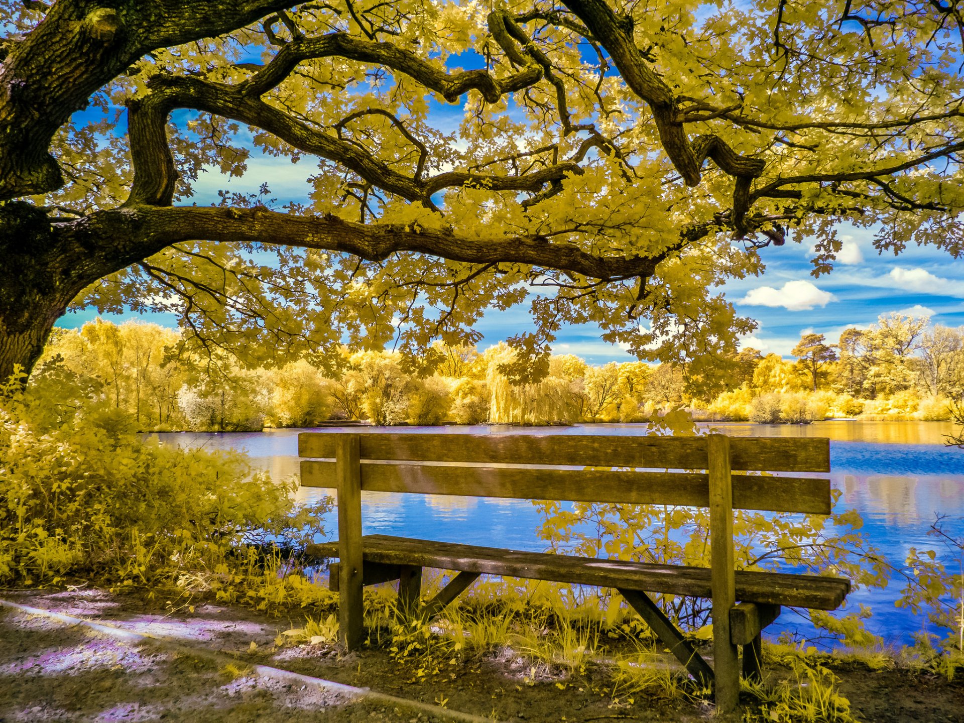 cielo nuvole stagno parco alberi autunno panchina