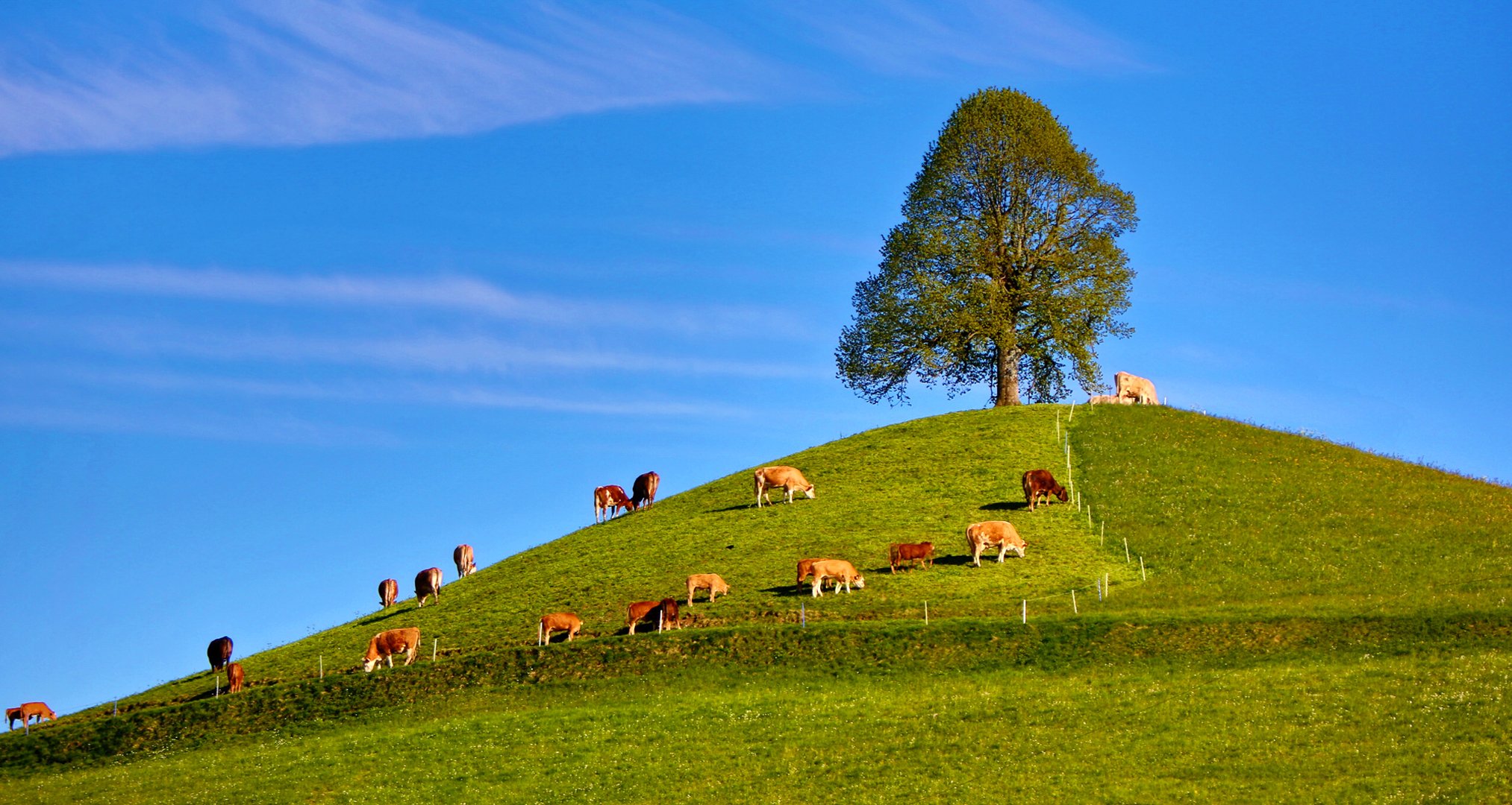 himmel hügel gras baum kühe herde