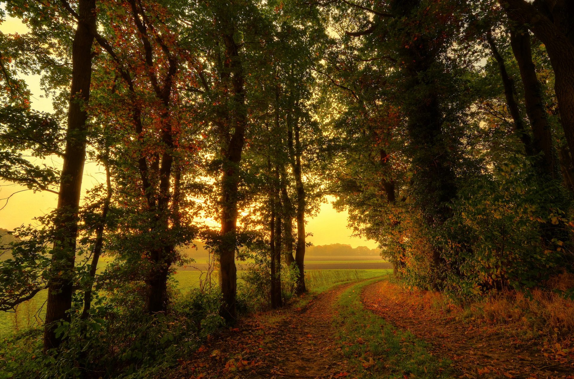 bosque camino campo árboles otoño naturaleza