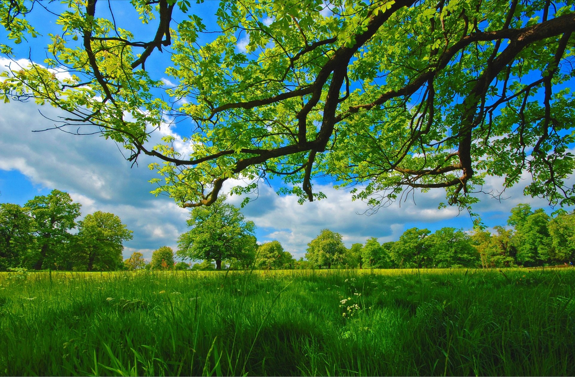 ummer meadow tree branches gra