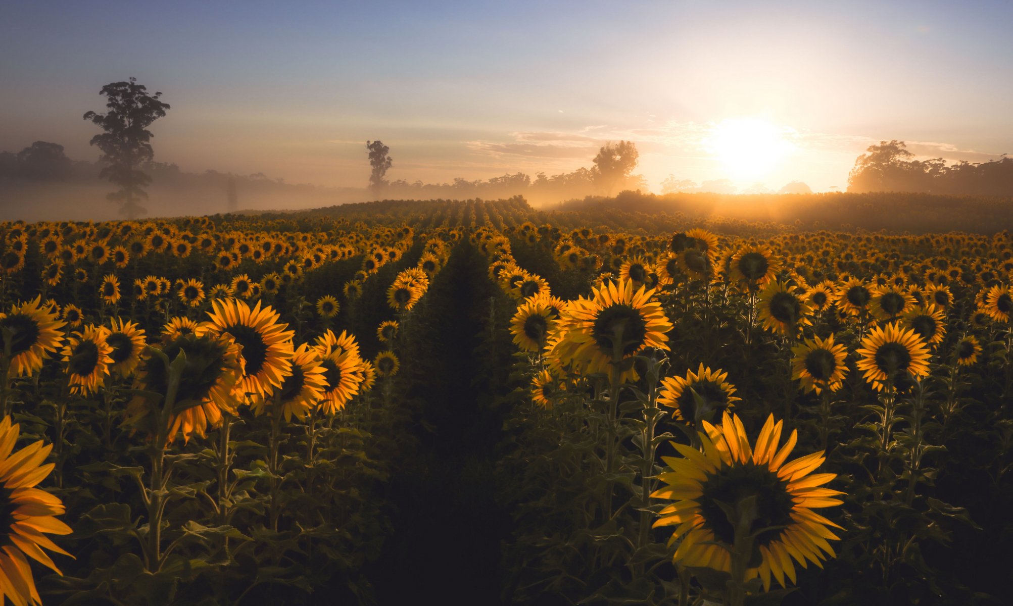 girasoles mañana niebla