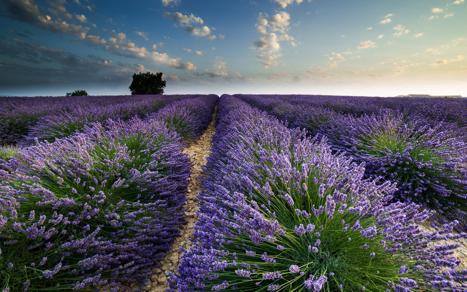 campo lavanda estate