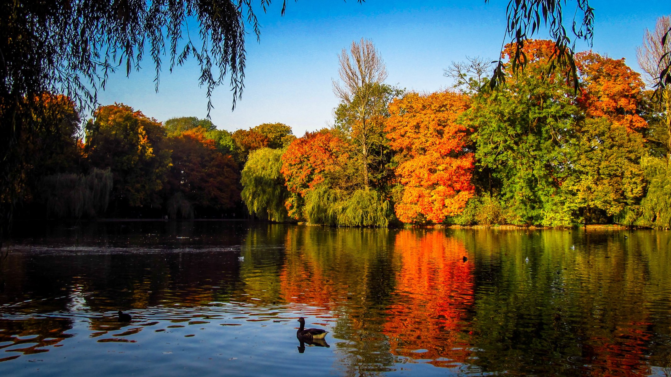 autunno alberi lago anatre india