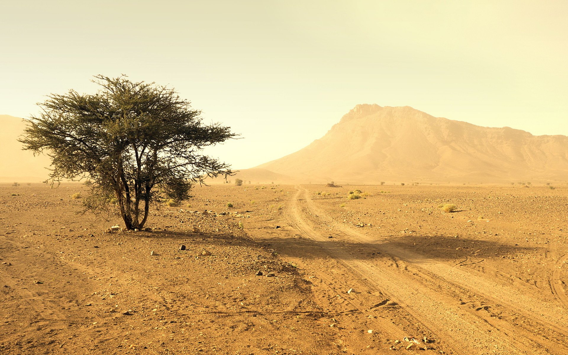 desierto árbol paisaje