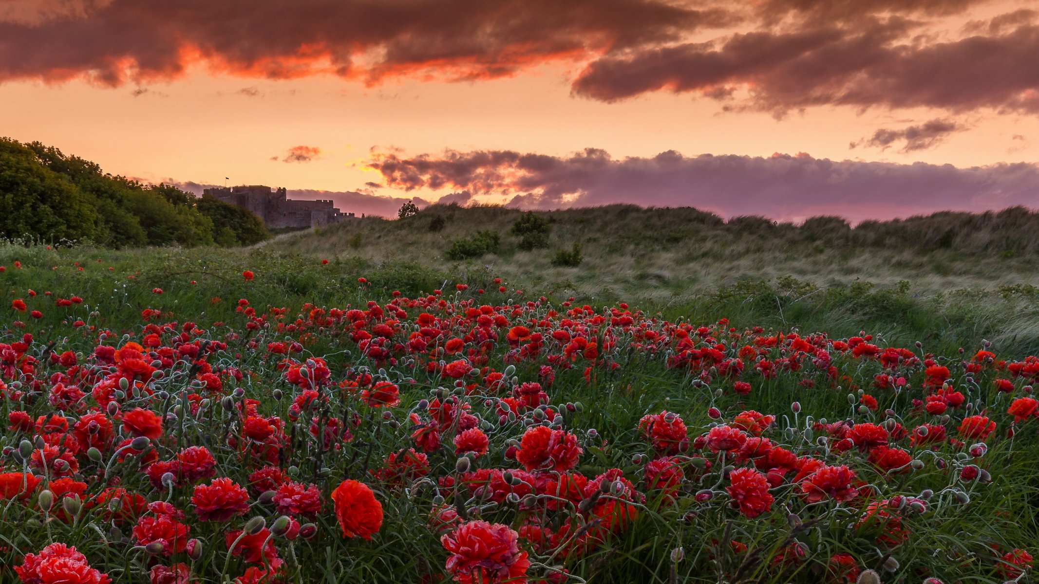 poppies the field sunset