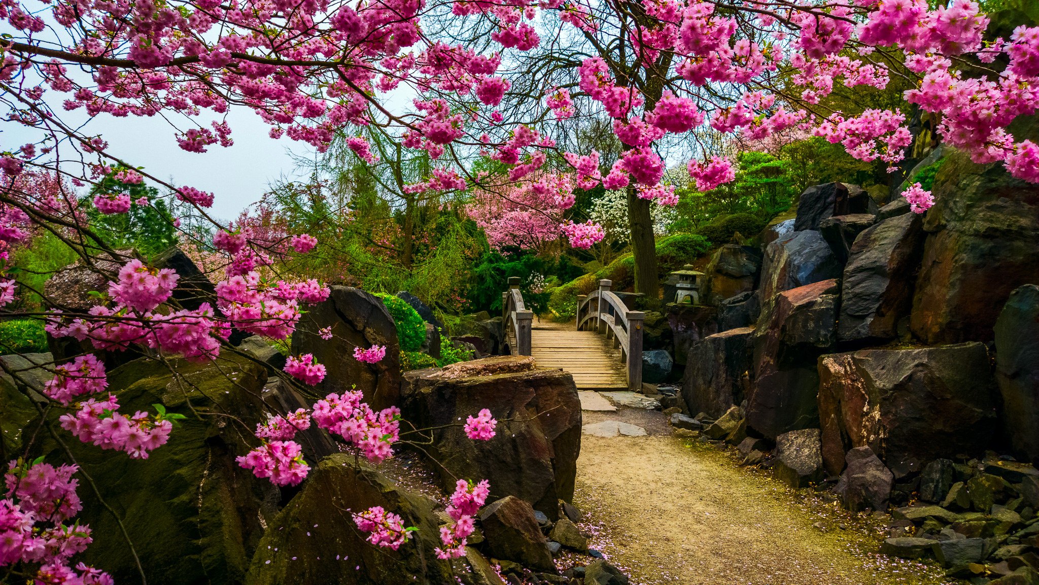 jardín japonés puente piedras flores árbol sakura