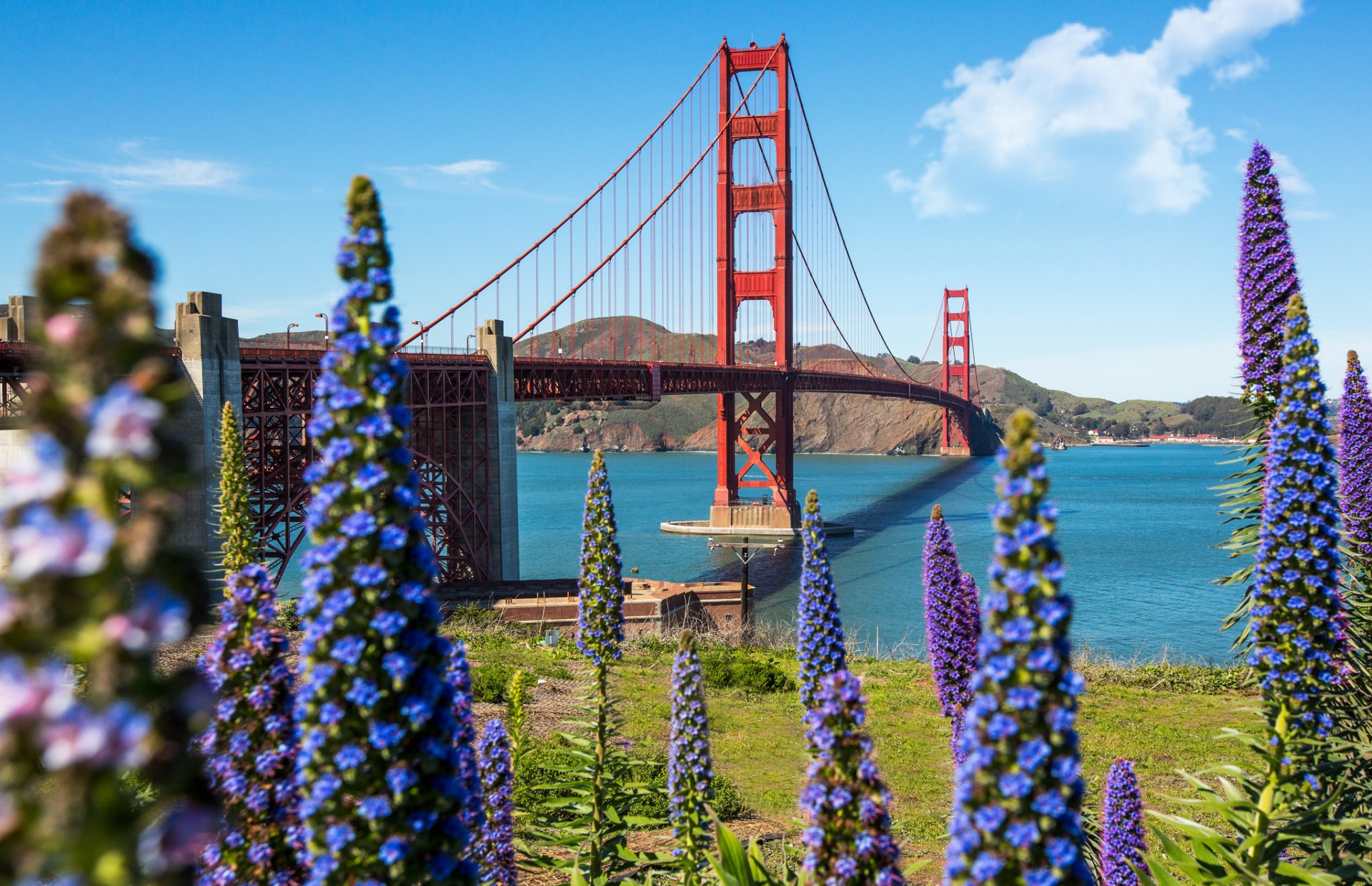 himmel bucht golden gate bridge blumen san francisco usa