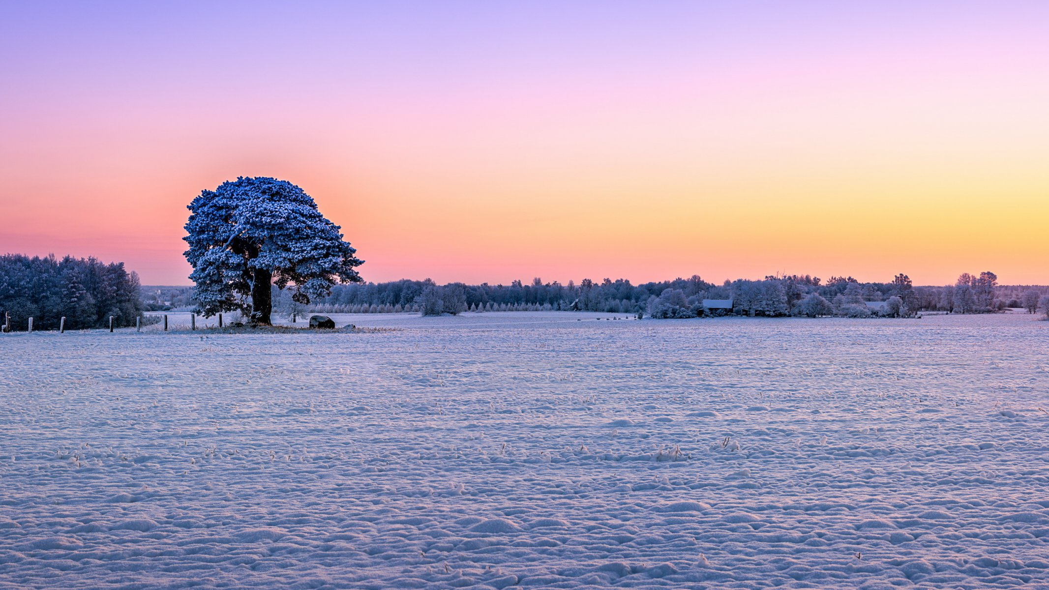 champ neige arbres