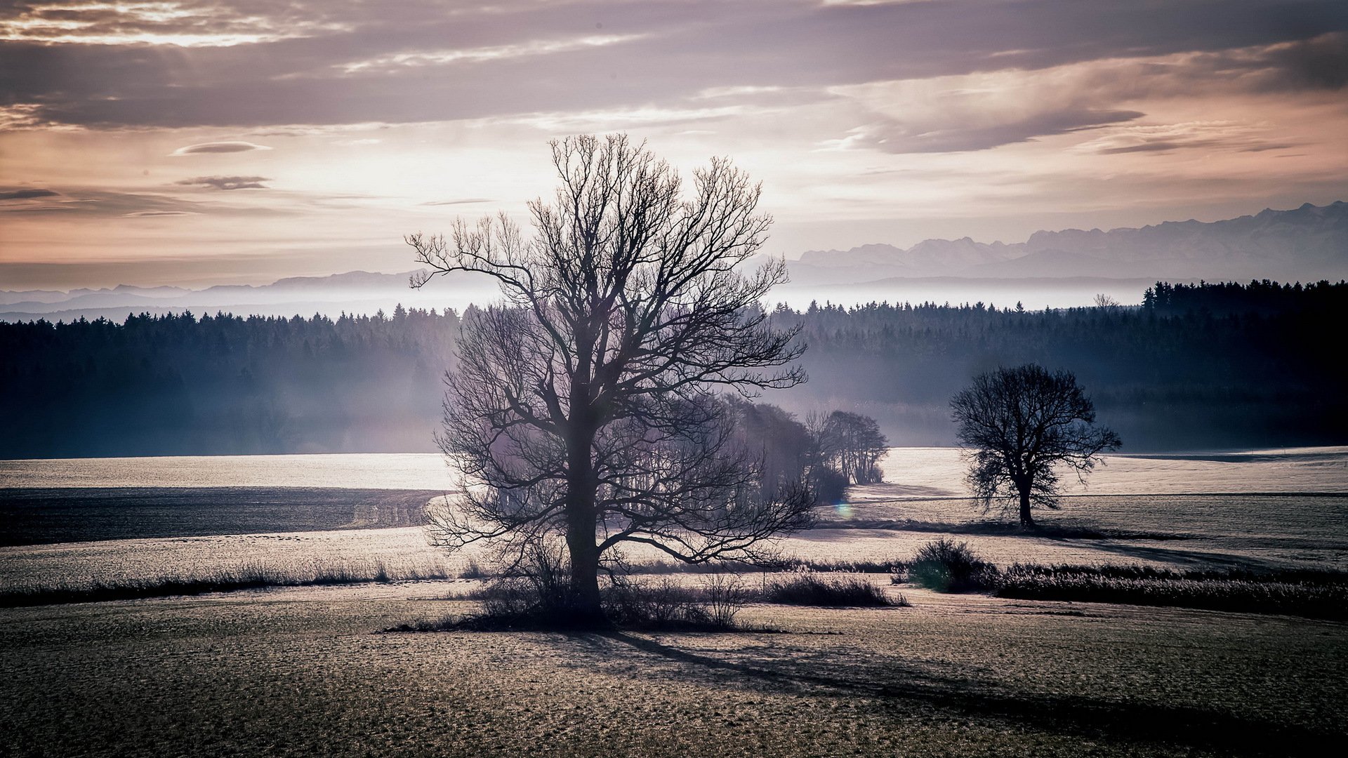 the field tree sunset landscape