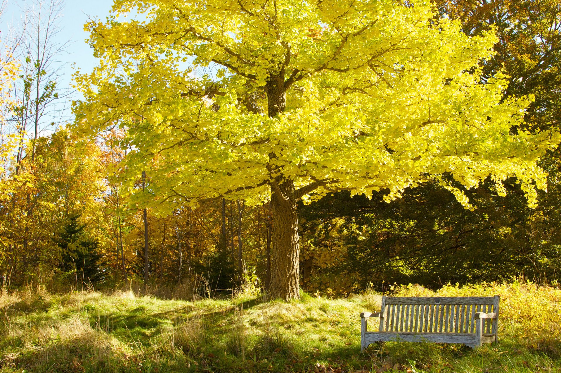 park ogród niebo drzewa jesień ławka