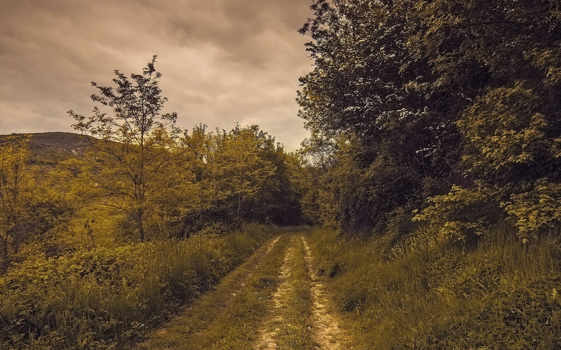 road nature summer landscape