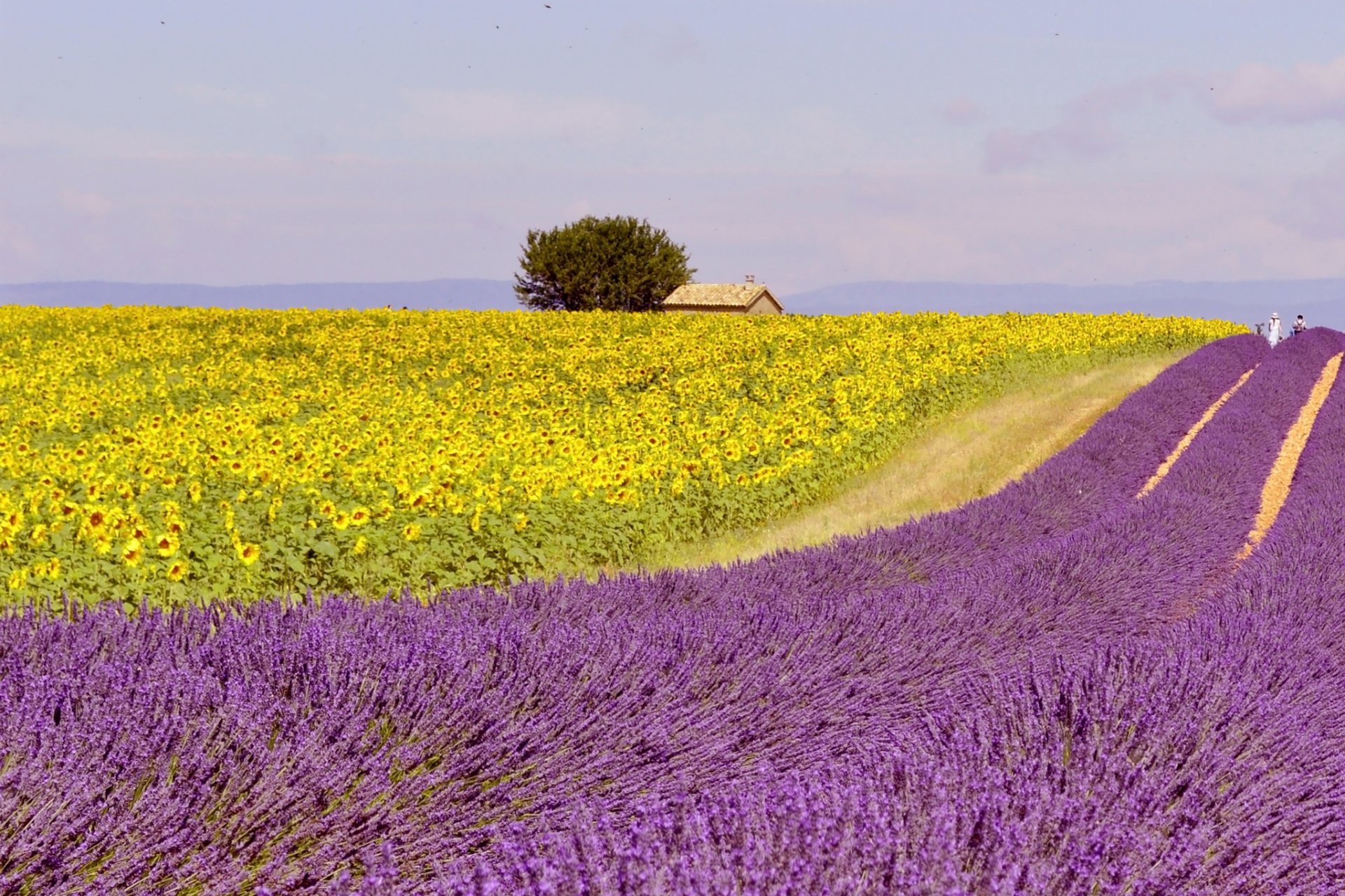 lavendel feld famr haus menschen weg horizont baum