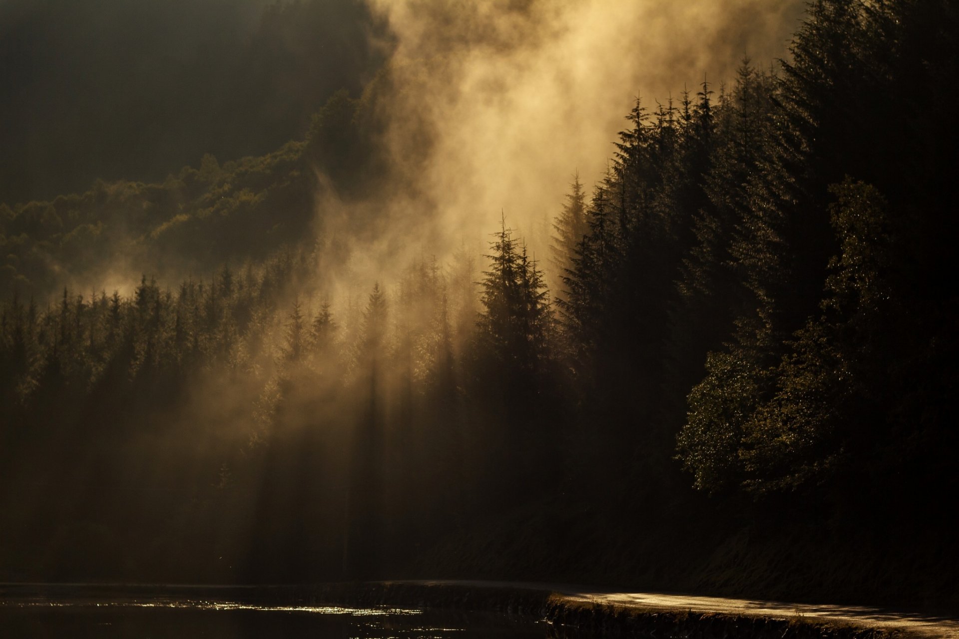 forêt aiguilles de pin lac brume silhouette paysage