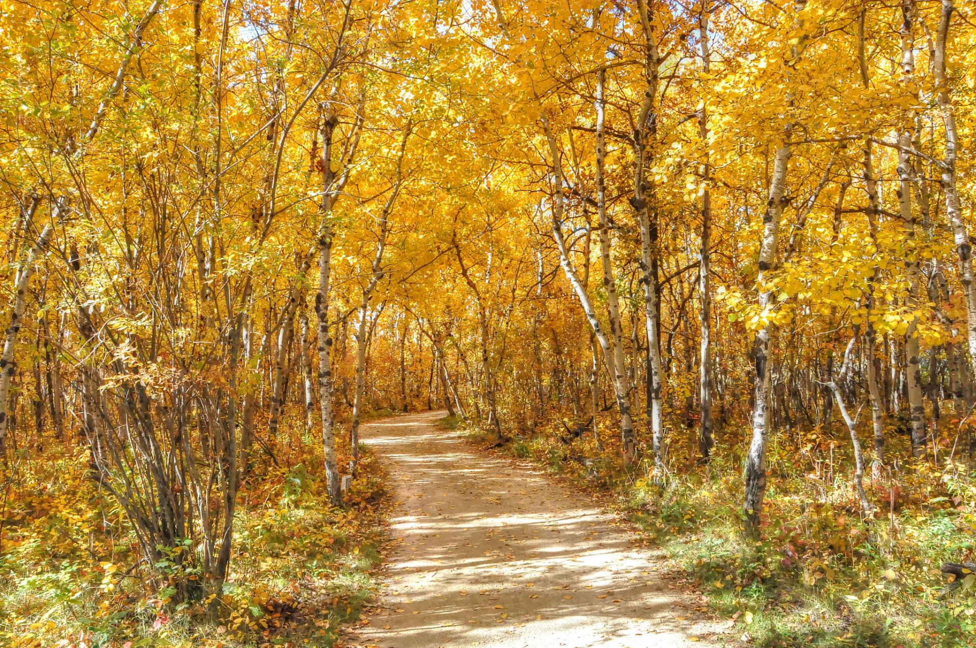 bosque camino árboles hojas otoño