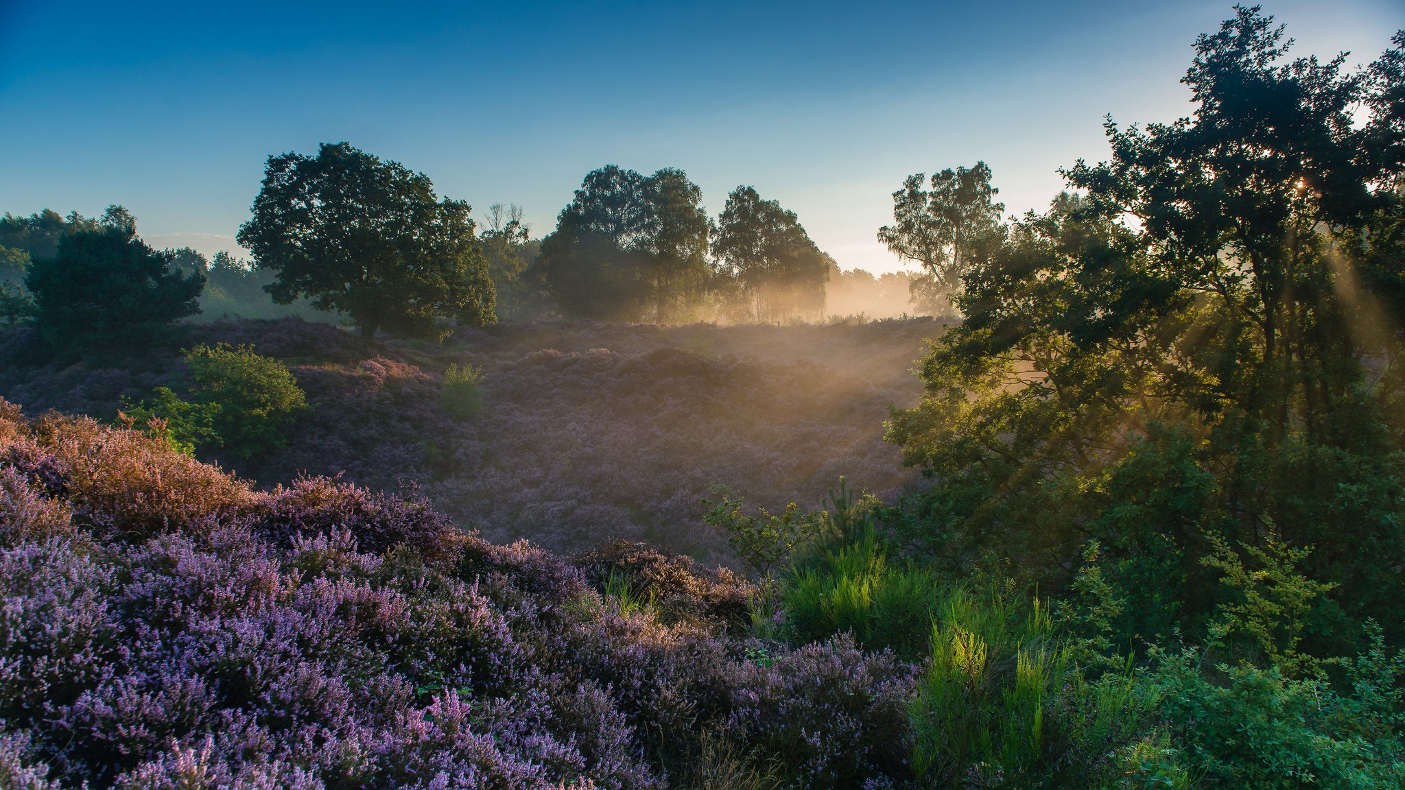 parco nazionale veluwezoom reden gelderland paesi bassi parco nazionale veluwezoom mattina alba raggi erica alberi