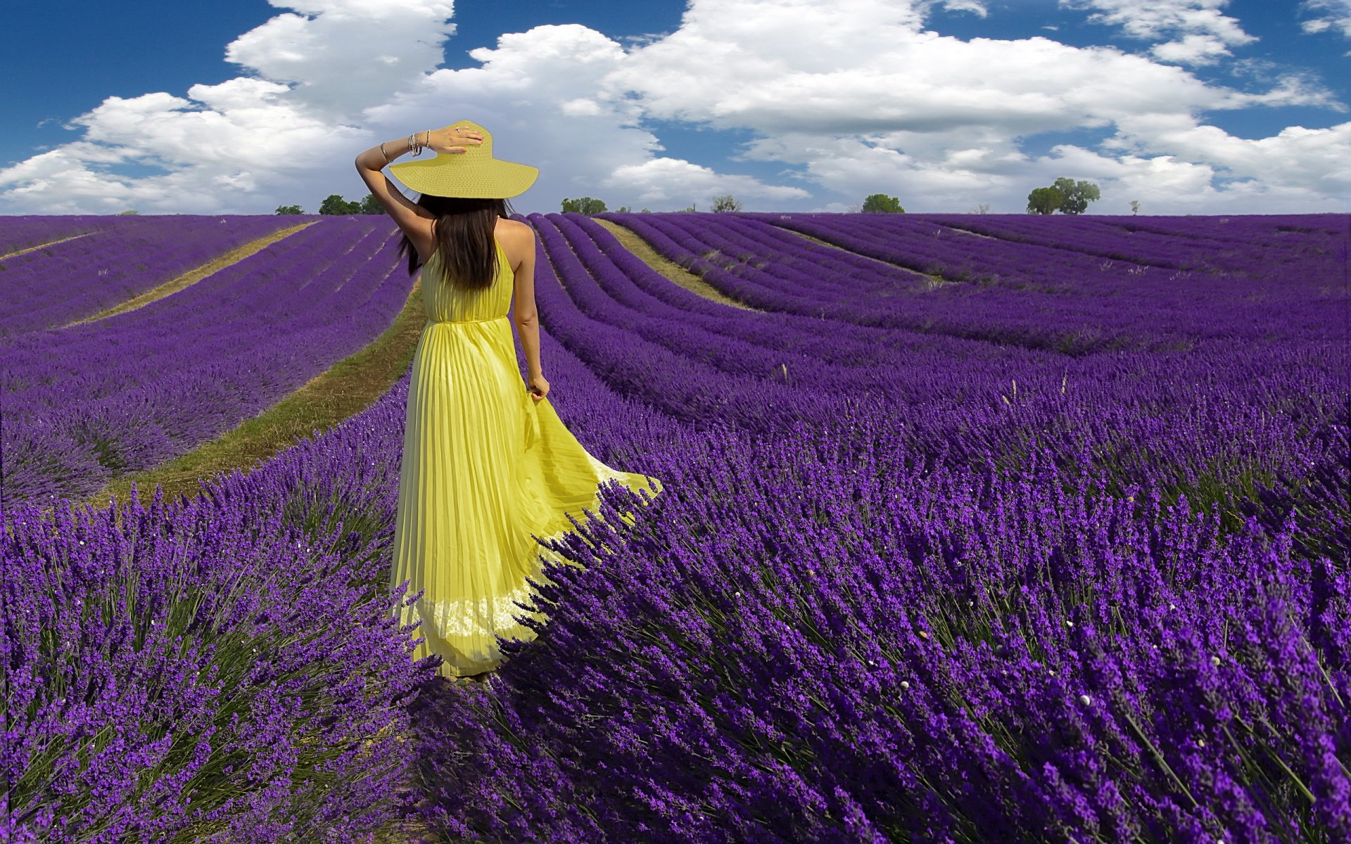 lavanda verano campo chica