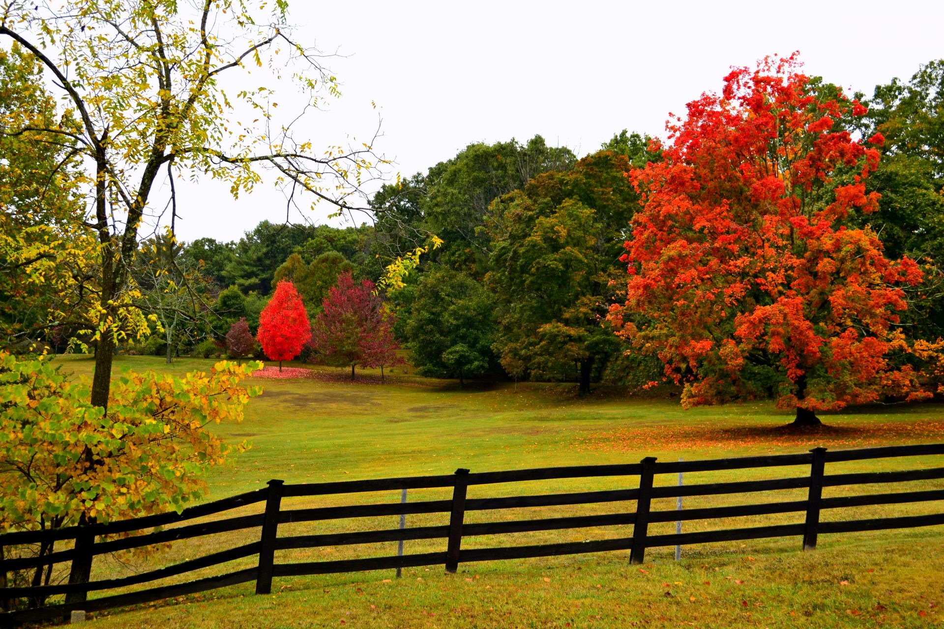 natur wald park bäume blätter bunt straße herbst herbst farben zu fuß