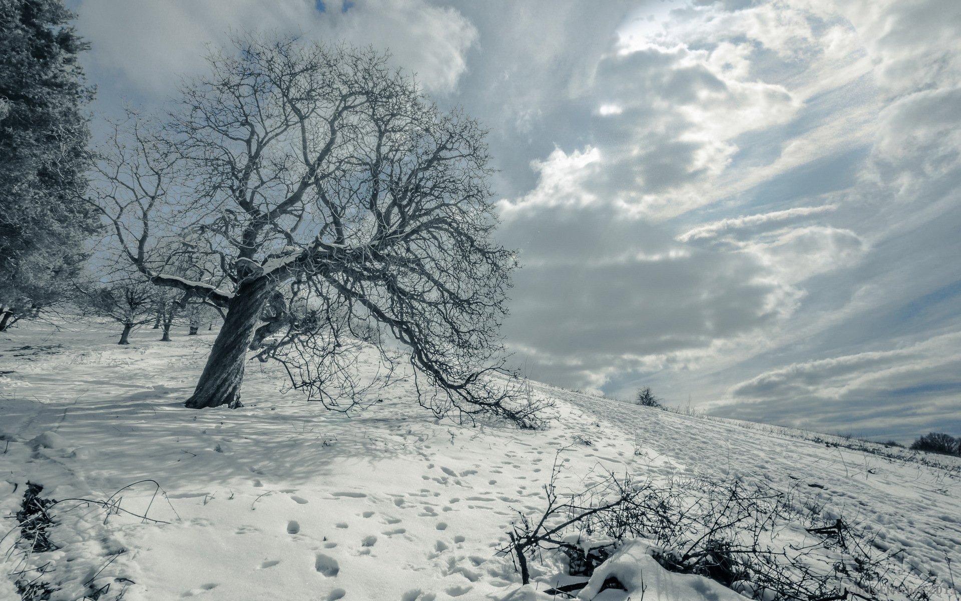 the field tree snow landscape winter