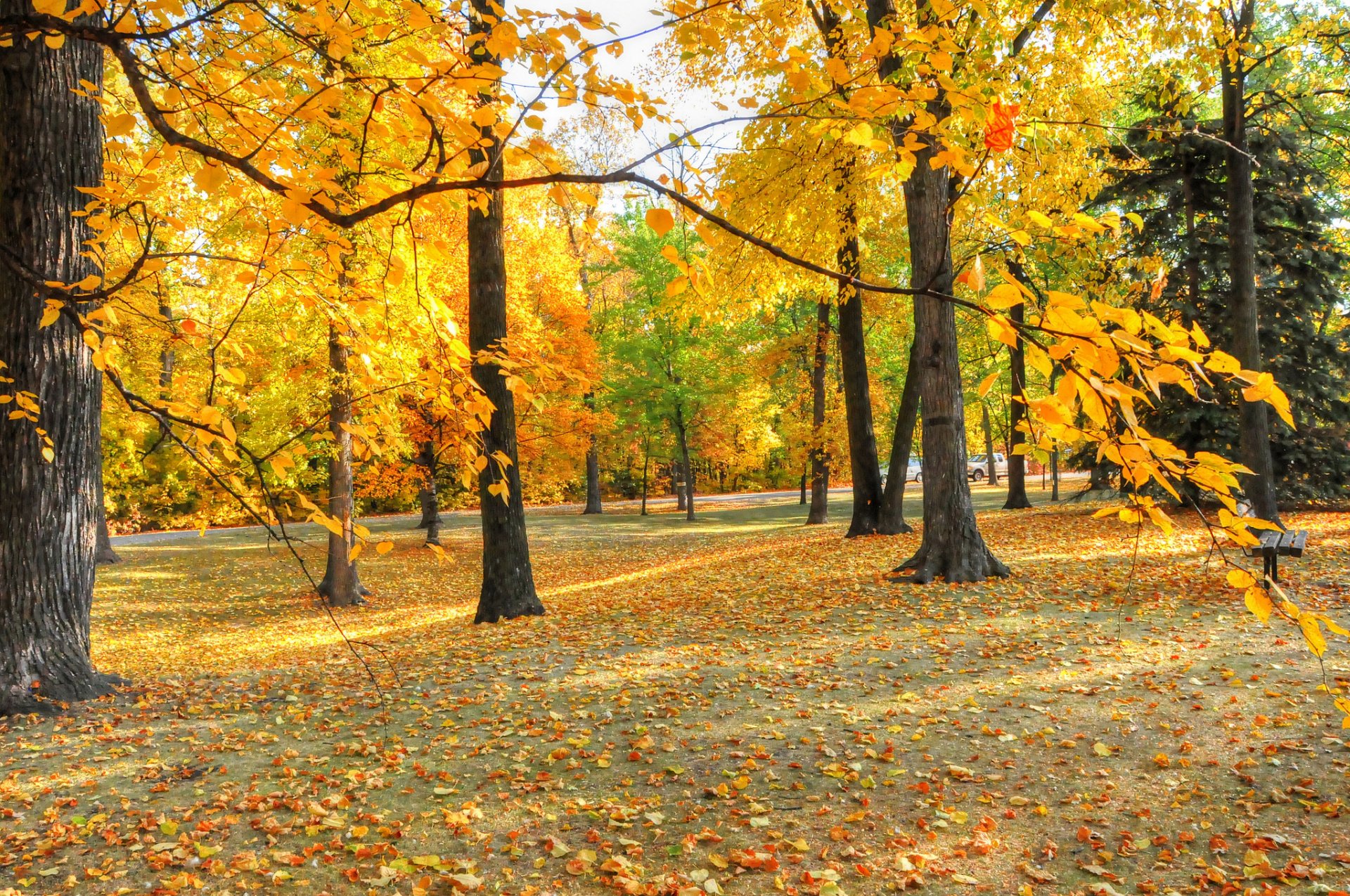 parque banco árboles hojas otoño