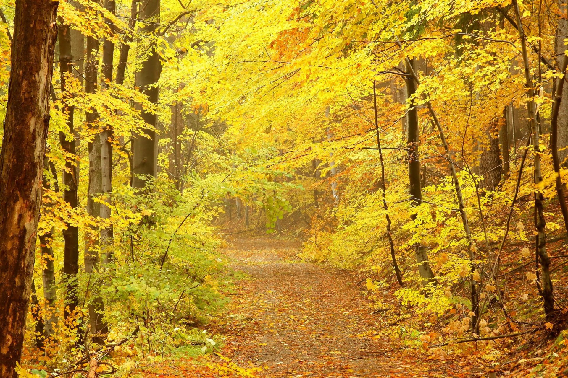 otoño camino árboles coronas