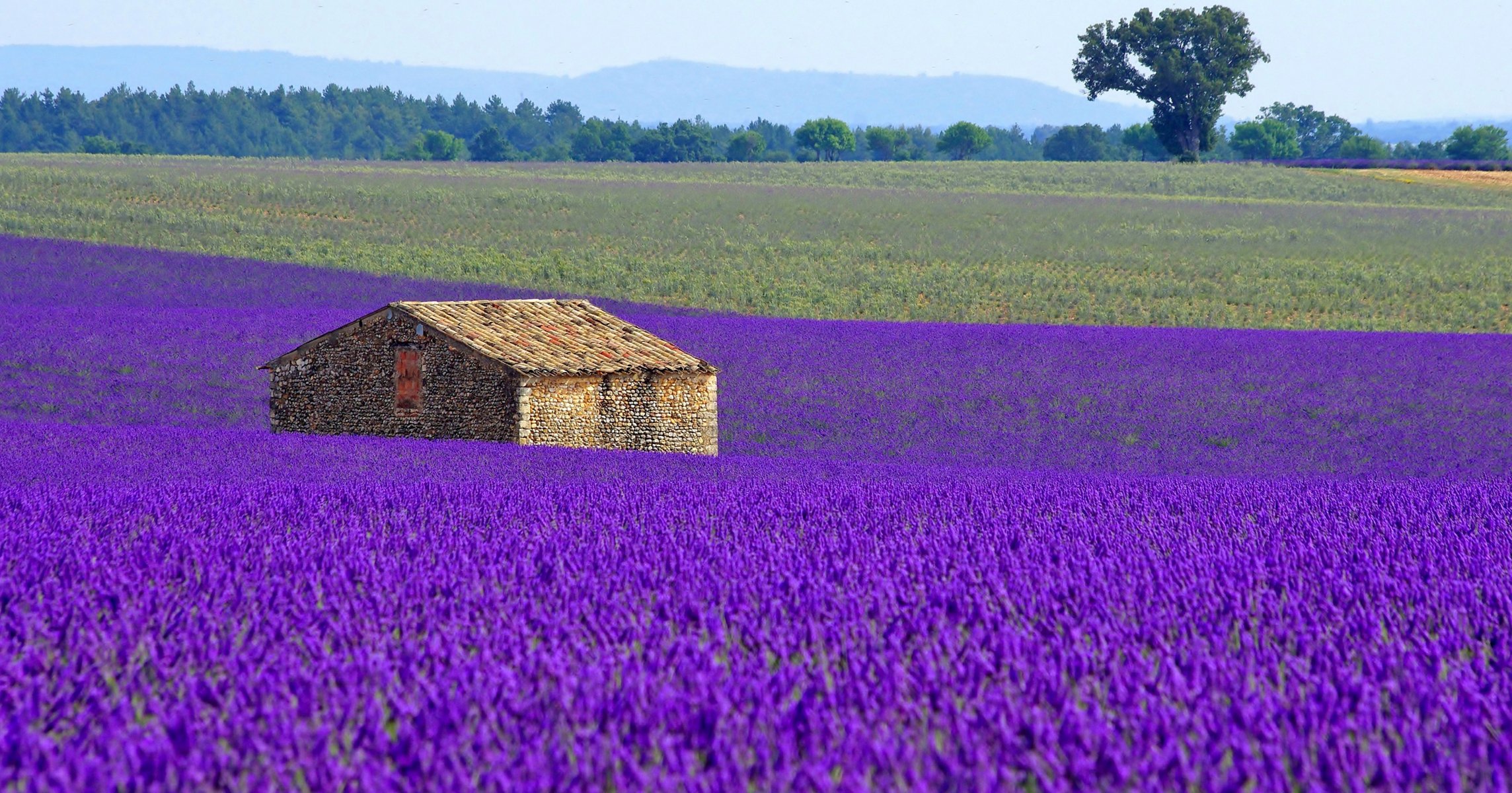 frankreich feld wiese plantage blumen lavendel haus