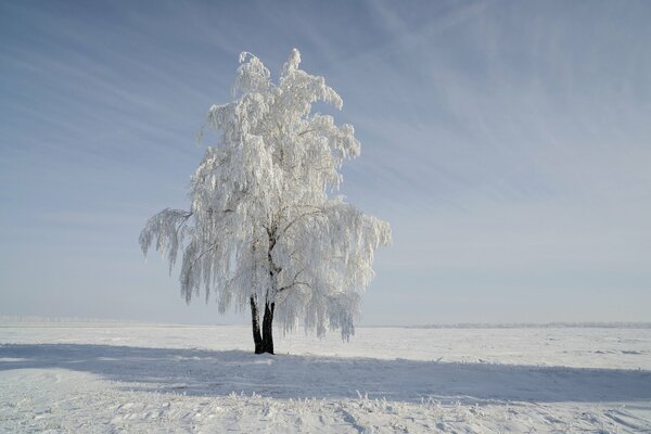 Albero di neve sul campo