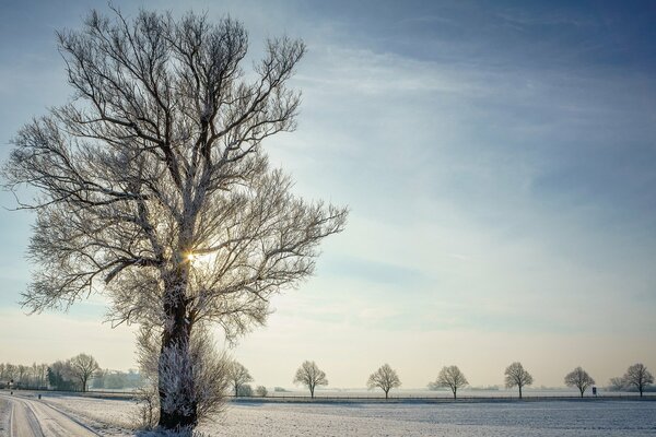 Árbol en escarcha en invierno