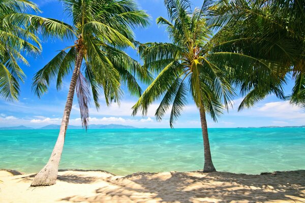 Palm trees on the ocean. Horizon