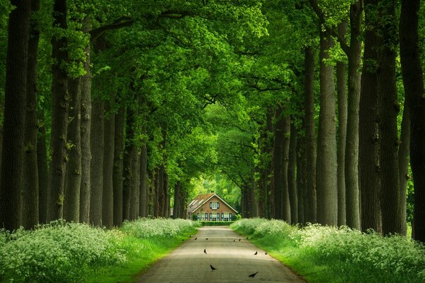 Beaucoup d oiseaux vivent dans les arbres de l allée