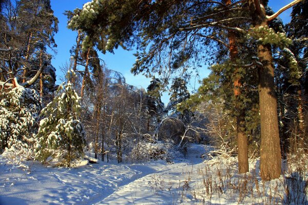 Extravagance de neige dans la forêt de pins