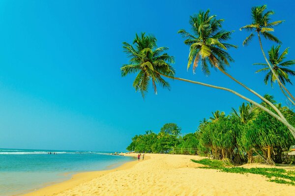 Sommerstrand und Palmen und Meer