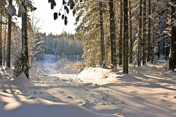 Mañana en el bosque de invierno