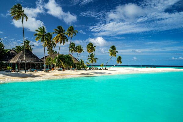 Incredible beach in the Maldives with palm trees