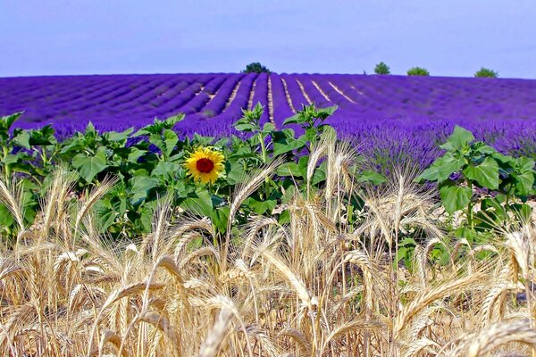 Brillante y hermoso campo de flores de lavanda