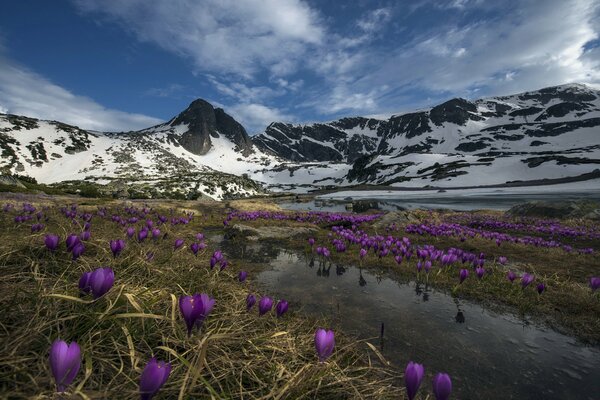 Fleurs violettes sur fond de montagnes enneigées