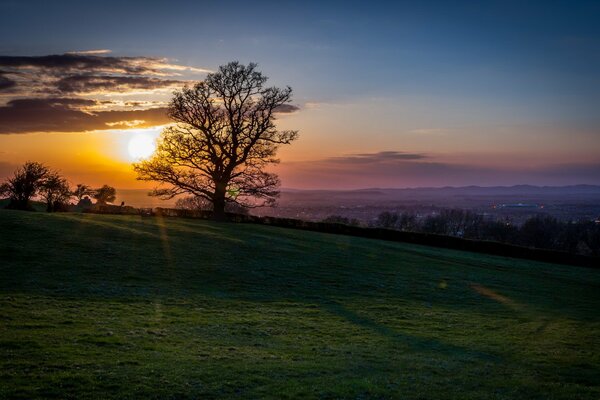 A tree on the background of sunset