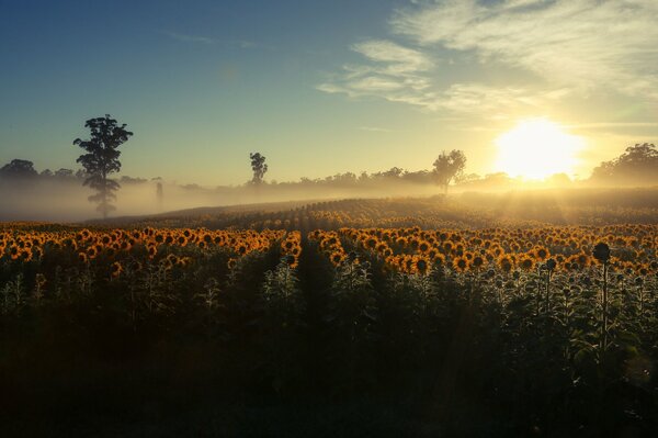 Sunflower field on the way home