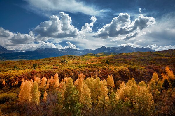 Air clouds hovering over the golden forest