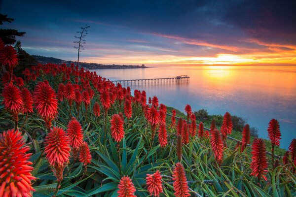 Red flowers on the slope by the sea