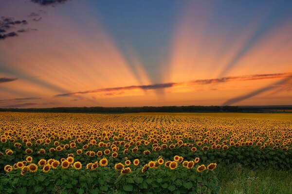 Champ de beauté de tournesols au coucher du soleil