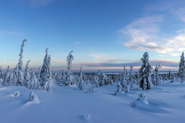 Winterwald in Finnland unter Weihnachtsbäumen