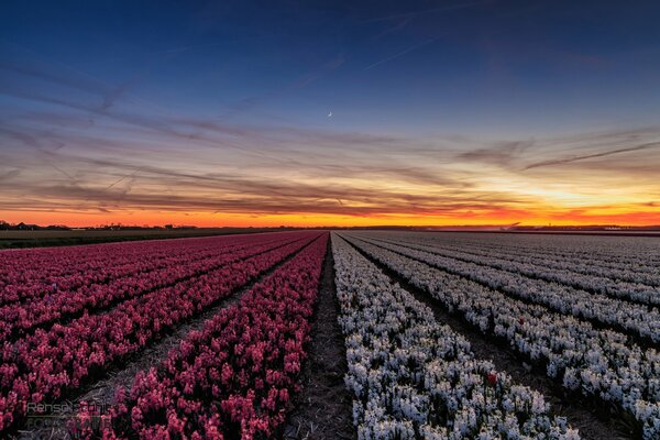 Blumen bei abendlichem Sonnenuntergang