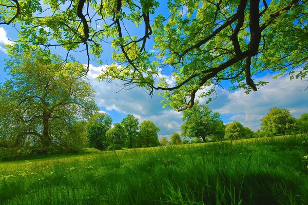 Summer juicy green meadow