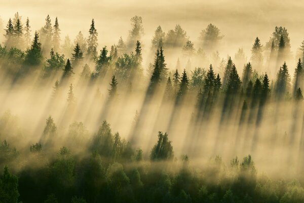 El bosque es irresistible en la niebla de la mañana