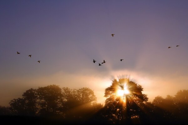 Los rayos del sol iluminan a las aves voladoras