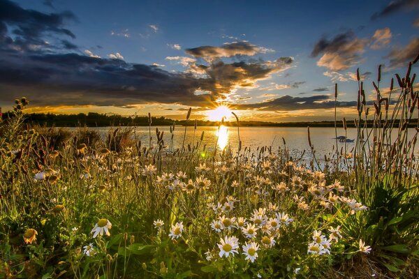 Inglaterra reserva lago puesta de sol margaritas flores