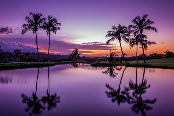 Palmeras en los trópicos en reflejos