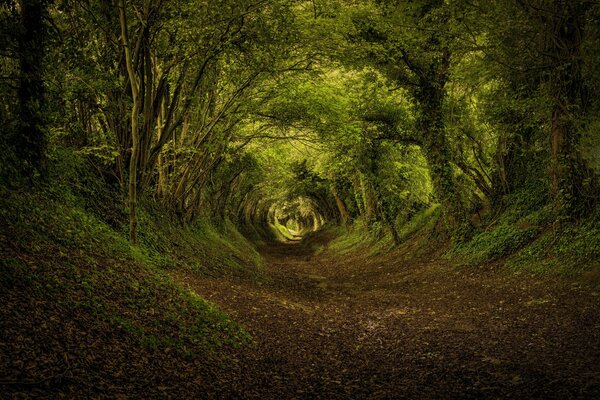 Autumn tunnel over the forest path