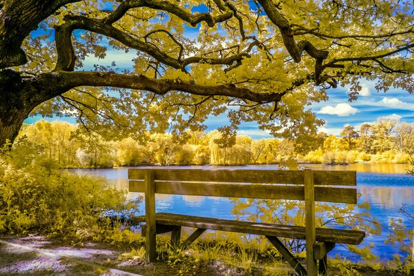 Autumn in the park on the pond