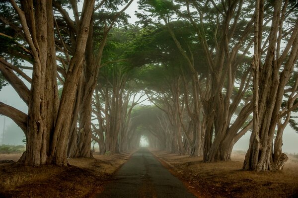 Túnel a través de Cypress Road en California